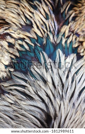 The bright colorful feathers of bird close up Royalty-Free Stock Photo #1812989611