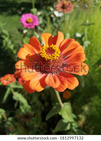 A large flower, faded colors that show that autumn is coming