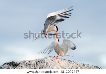 Ritual courtship of terns during the mating season. Common Terns interacting. Adult common terns in sunset light on the sky background. Scientific name: Sterna Hirundo. Royalty-Free Stock Photo #1813009447