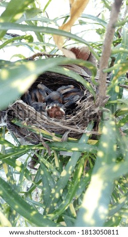 Baby birds resting in the nest close up shot. Outdoors.