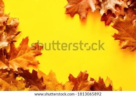 Autumn bright background frame with yellow-brown autumn oak leaves on a yellow background with copy space, top view.