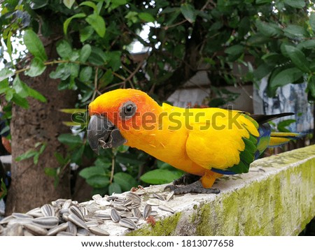 Picture of yellow love bird eat sunflower seeds.
