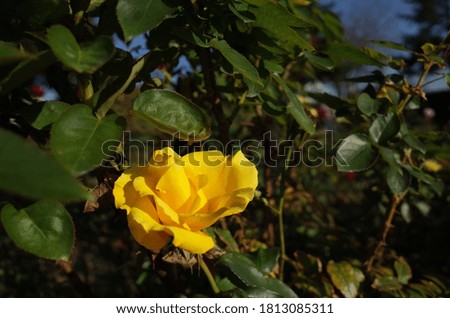 Yellow Flower of Rose 'Duftgold' in Full Bloom
