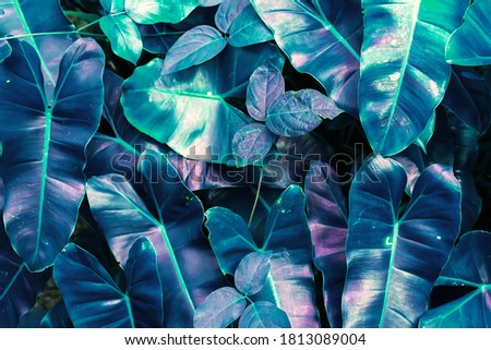 Colorful leaves of tropical plants form a beautiful background. Tinted.