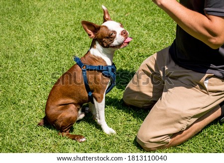 adorable brindle Boston terrier puppy ignoring his trainer and looking toward camera in a park
