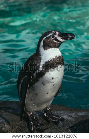 Penguin on a stone on a background of water