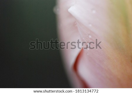 Close up of tulip. Floral macro.
