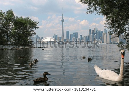 Landscape of Toronto in Canada with towers, ducks and a swan