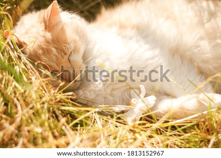 
A beautiful fluffy cat sleeps in the summer garden. Flower garden .