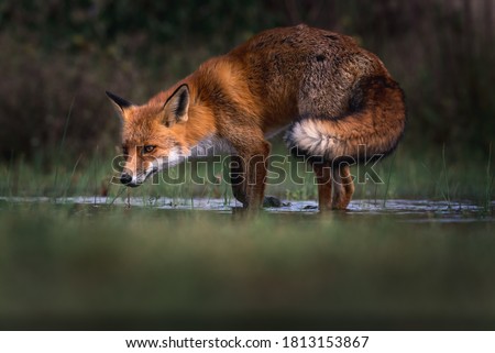 Red fox is drinking water 