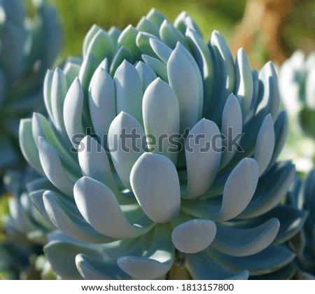 Beautiful succulent plant in the garden