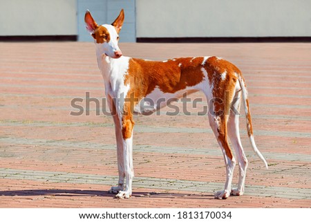 Ibisan hound, white and red, posing elegantly against the backdrop of a town square. Royalty-Free Stock Photo #1813170034