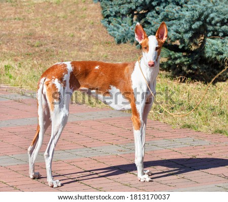 The Ibisan Hound is a affectionate, loyal dog. Excellent companion and watchman. Royalty-Free Stock Photo #1813170037