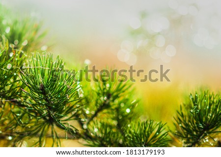 beautiful pine branch with drops of autumn rain in the autumn sun. real spruce branch forest, holiday, symbol, bokeh, nature
