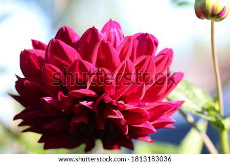 Close-up (macro shoot) of a burgundy dahlia with a bud on a green background