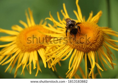 Beautiful sunflowers close up with bumblebee and green background.