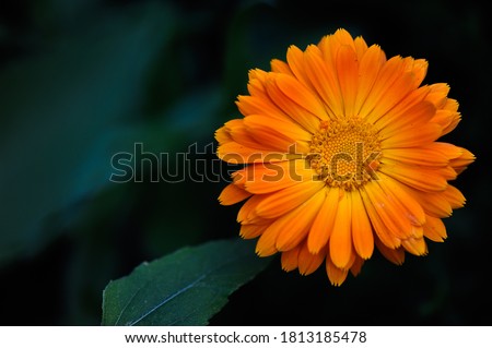 Beautiful macro photo of a marigold flower on a dark green background