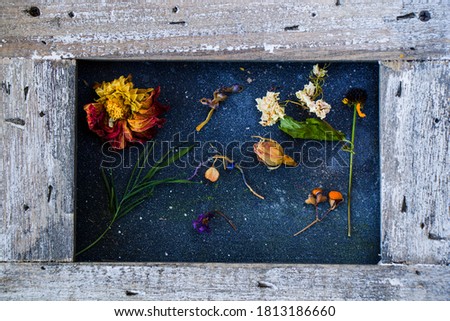 Frame and autumn leaves and flowers, dried plants