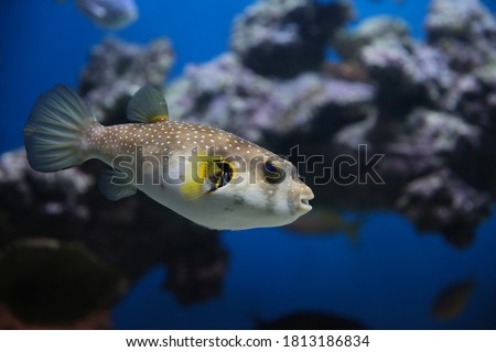 spotted puffer fish in an aquarium underwater Royalty-Free Stock Photo #1813186834