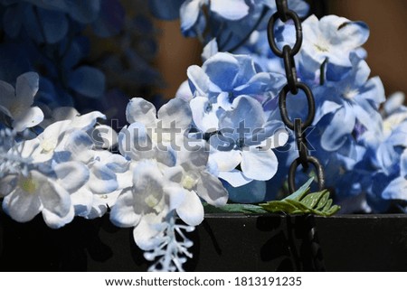 Blue and white flowers bunched together outside. Picture taken in Bella Vista, Arkansas.