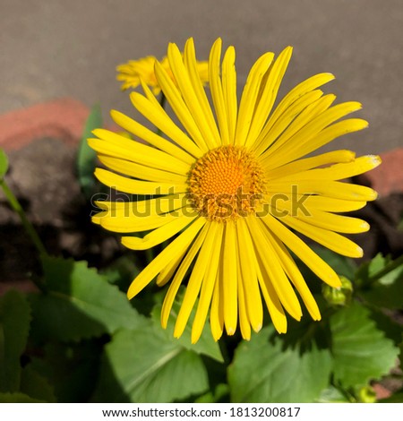 Macro photo yellow aster flower. Stock photo summer flower daisy
