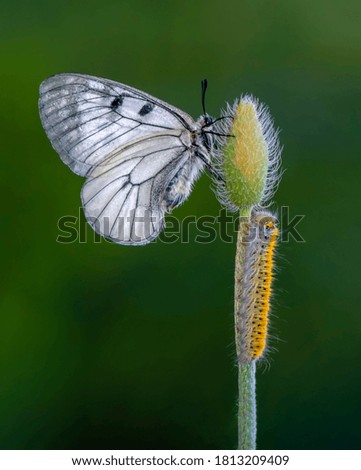 Macro shots, Beautiful nature scene. Closeup beautiful butterfly sitting on the flower in a summer garden.

