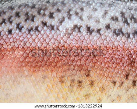 Macro shot of healthy rainbow trout skin. Fish scale texture for background. Colorful concept Royalty-Free Stock Photo #1813222924