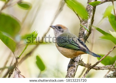 Beautiful brown and orange bird in Atlantic Rainforest vegetation Royalty-Free Stock Photo #1813225720