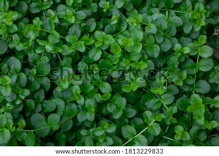 Glade of medicinal grass woodlouse.Green grass background