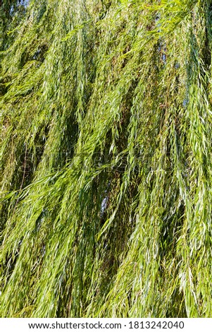 Green willow tree in nature 