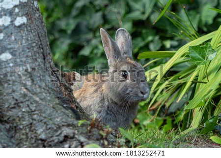 one cute grey rabbit hiding behind tree trunk besides green bushes Royalty-Free Stock Photo #1813252471