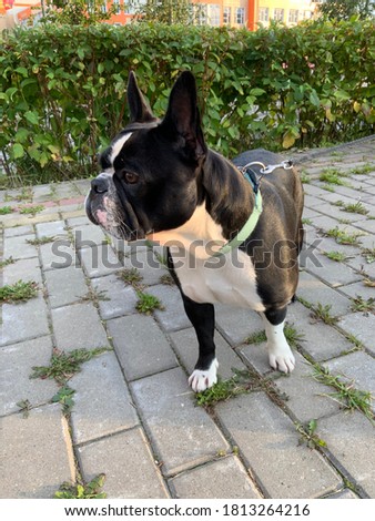 
Drawing of a dog of breed French Bulldog White black color with big intelligent eyes and protruding ears
