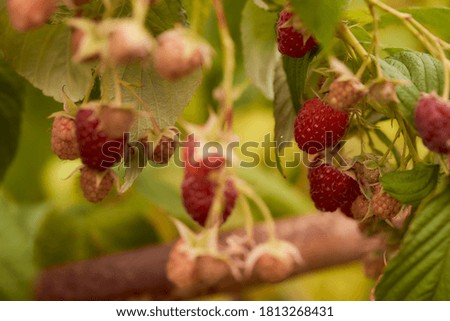 Ripe raspberries hang on green twigs. Blurred background. Close-up.