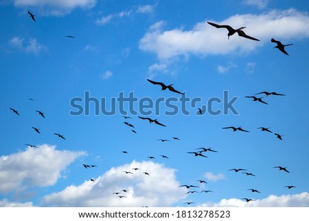 Numerous black silhouettes of frigates or "earwigs" soaring in a blue sky with white clouds in San Felipe, Ria Lagartos Biosphere Reserve