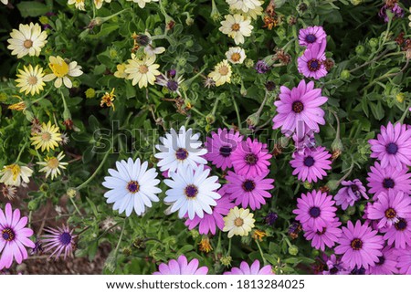 colorful daisys in the garden