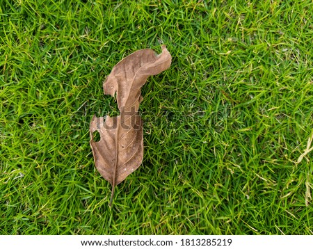 Photo of dry leaf on green grass.