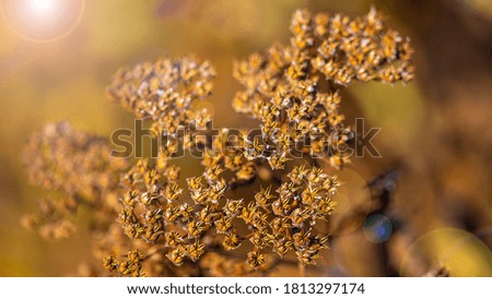 autumn dry flowers on blurred natural background
