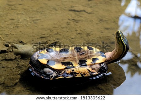 photo of turtle up side down perfect for fantasy digital imaging