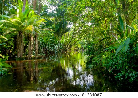 Amazon Jungle  Yasuni, Ecuador Royalty-Free Stock Photo #181331087