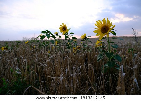sunflowers growing in a rye fieldr selective focus