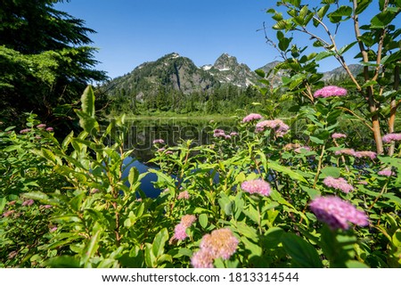 Wildflowers in the foreground at Picture Lake in Washington State with Mount Shuskan mountain in background