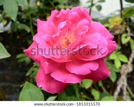 Close up picture of Pink Rose blossoming in the Garden