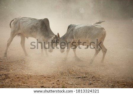 Two indian angry Bulls wild fight with each other, dusty all around, copy space to write text. Royalty-Free Stock Photo #1813324321