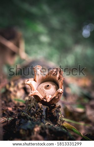 Collared earthstar on green background