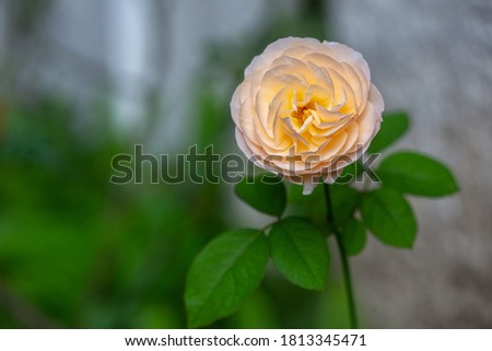 close up one beautiful yellow and orange blossom rose 