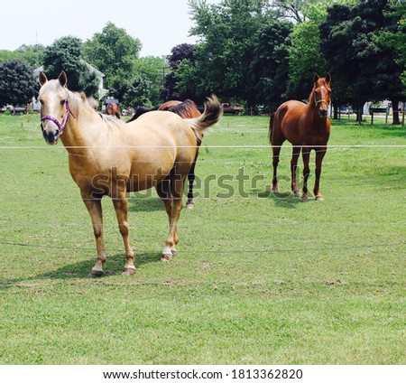 A heard of horses graze in the grass in their pasture.