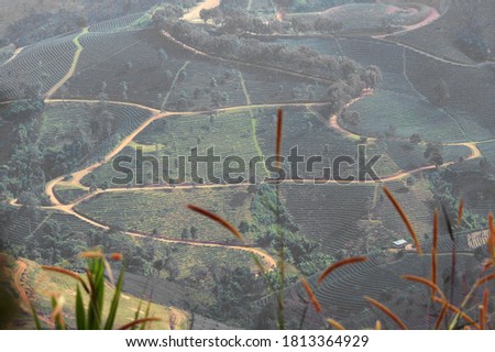 Tea plantation field view from the hill in Doi Mae Salong -- Chiang Rai Northern Thailand 