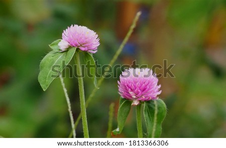 Close​ up Amaranthaceae, Gomphrena globosa, Herb Purple flowers green background blur nature.