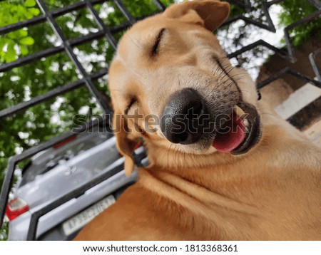 A pic of Labrador Retriever Dog 