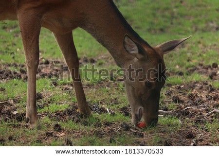 Roe deer chews an apple
